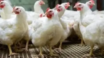 سعر كيلو الدواجن بالقليوبية الأحد 12 – 4 – 2026.. الفراخ البيضاء بـ83 جنيهاً